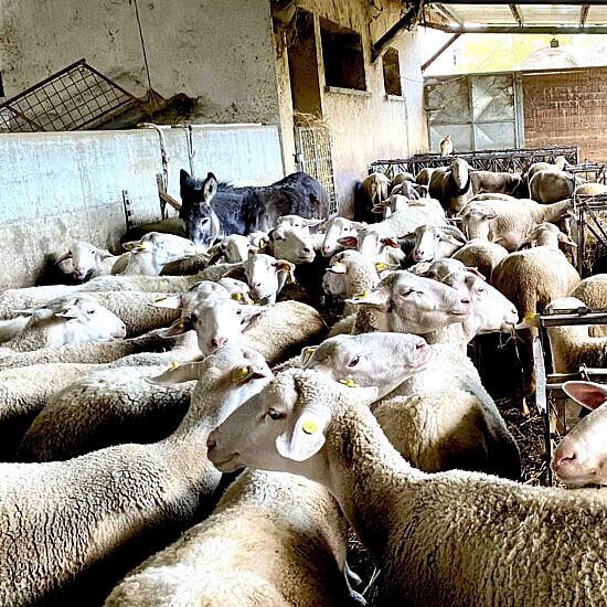 schapen in Il Poggione